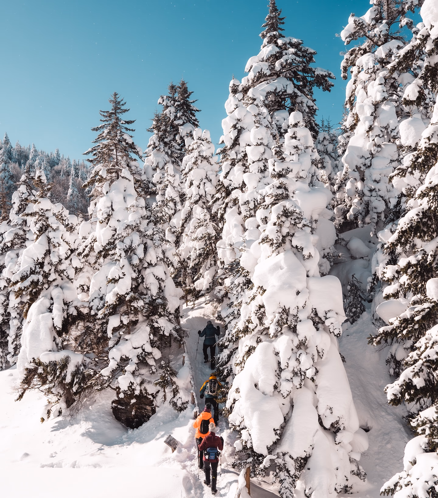 Image from Nature album