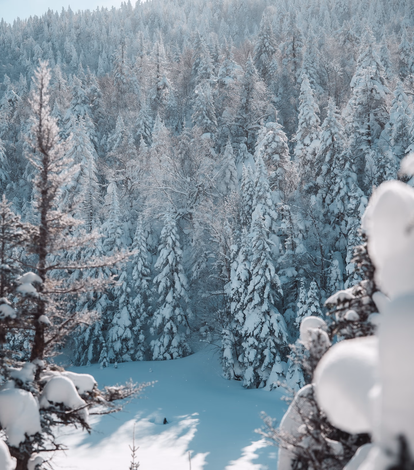 Image from Nature album